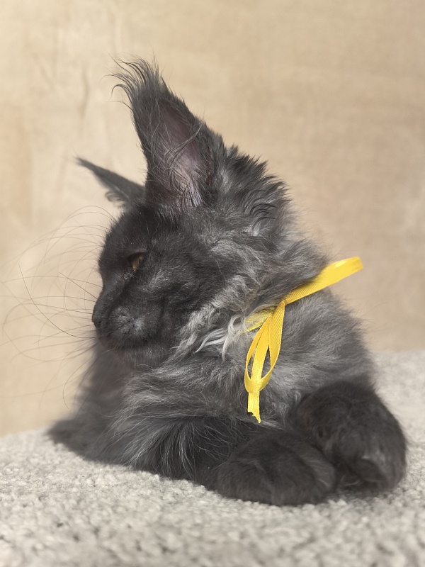 Dashel  Akbars - Kitten maine-coon 2 months 4 weeks