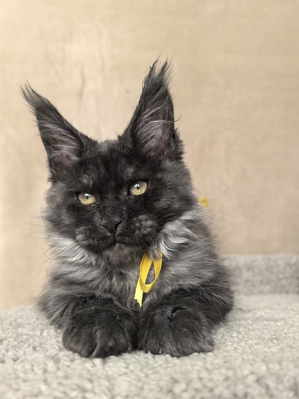 Dashel  Akbars - Kitten maine-coon 2 months 4 weeks