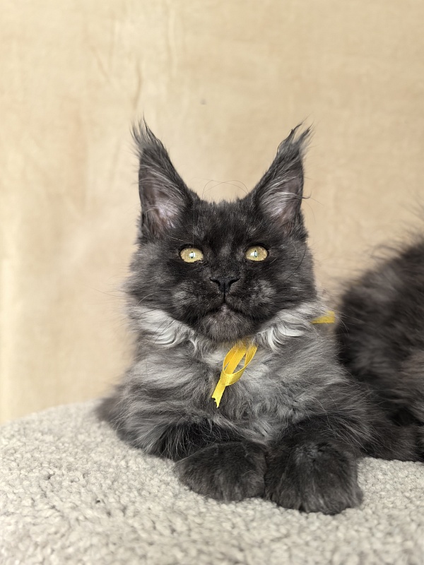 Dashel  Akbars - Kitten maine-coon 2 months 4 weeks