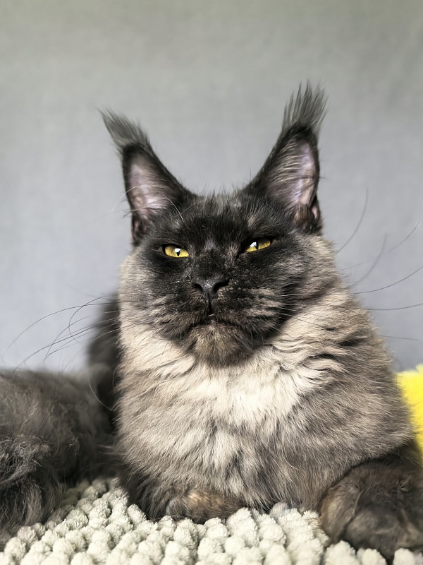 Dashel  Akbars - Kitten maine-coon 6 months 2 weeks