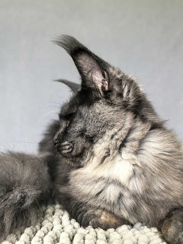 Dashel  Akbars - Kitten maine-coon 6 months 2 weeks