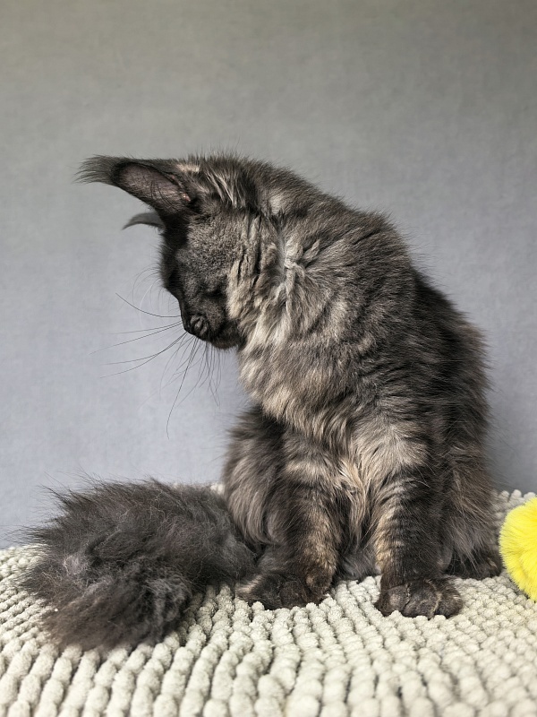 Dashel  Akbars - Kitten maine-coon 6 months 2 weeks