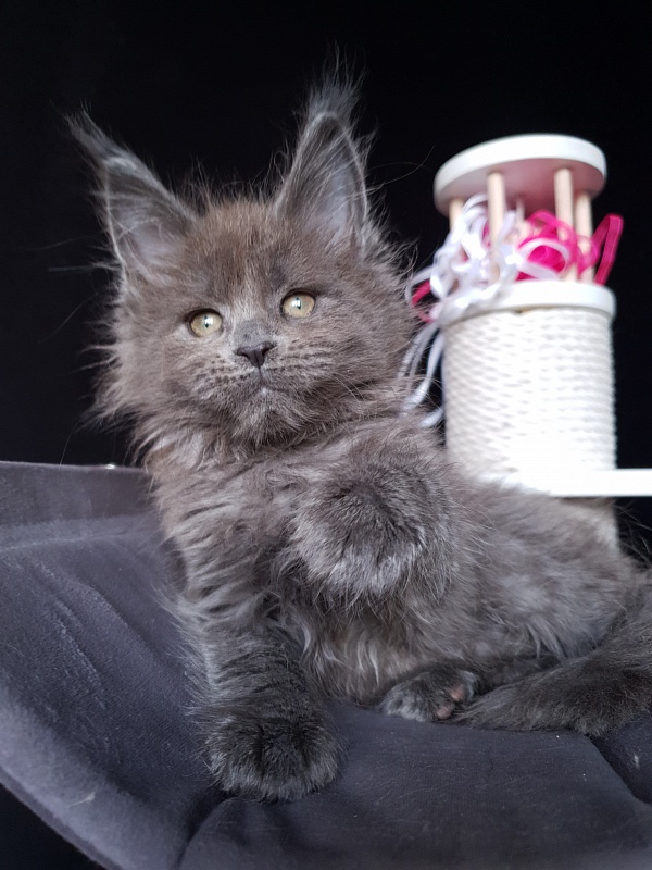 Devona Akbars - Kitten maine-coon 1 month 2.5 weeks