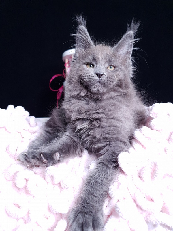 Devona Akbars - Kitten maine-coon 2 months 1 week