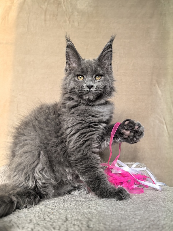 Devona Akbars - Kitten maine-coon 2 months 3.5 weeks