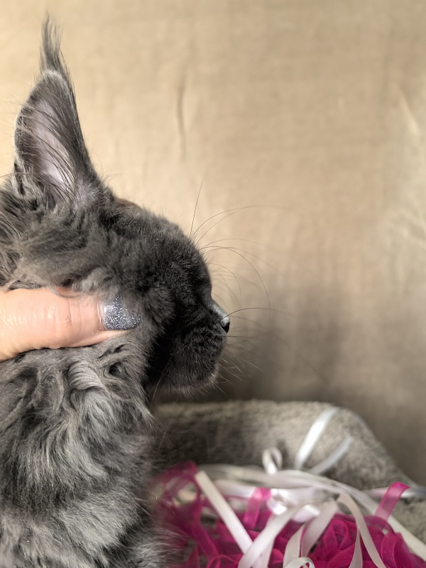 Devona Akbars - Kitten maine-coon 2 months 3.5 weeks