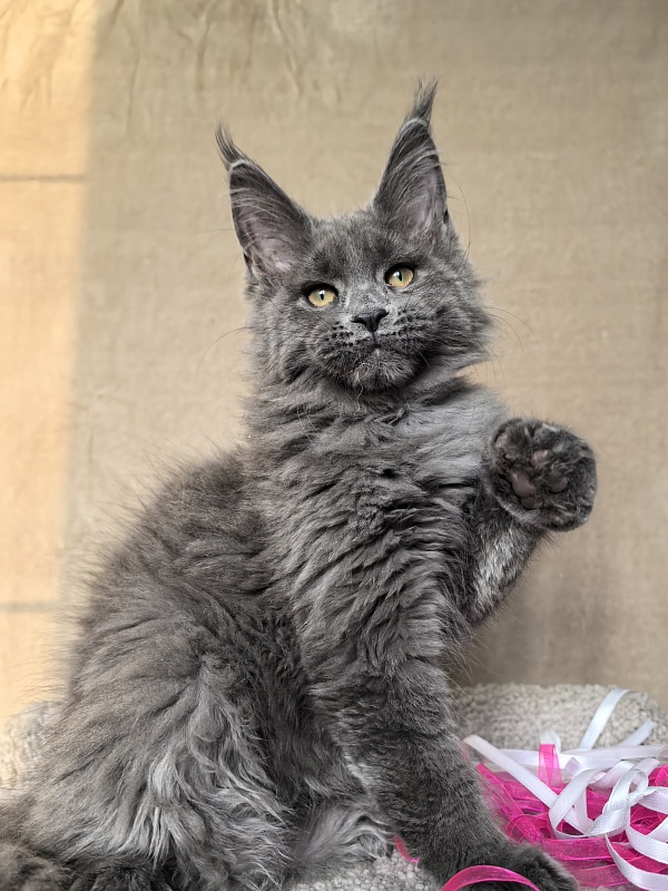 Devona Akbars - Kitten maine-coon 2 months 3.5 weeks