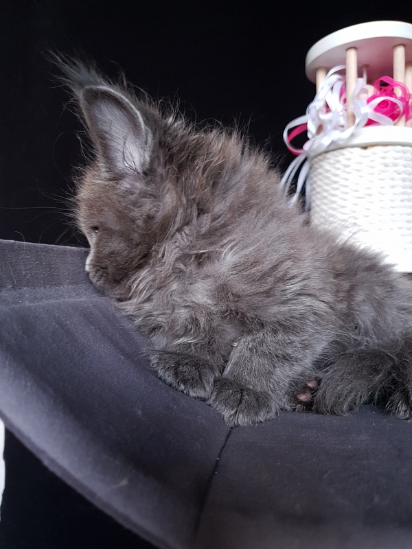 Devona Akbars - Kitten maine-coon 1 month 2.5 weeks