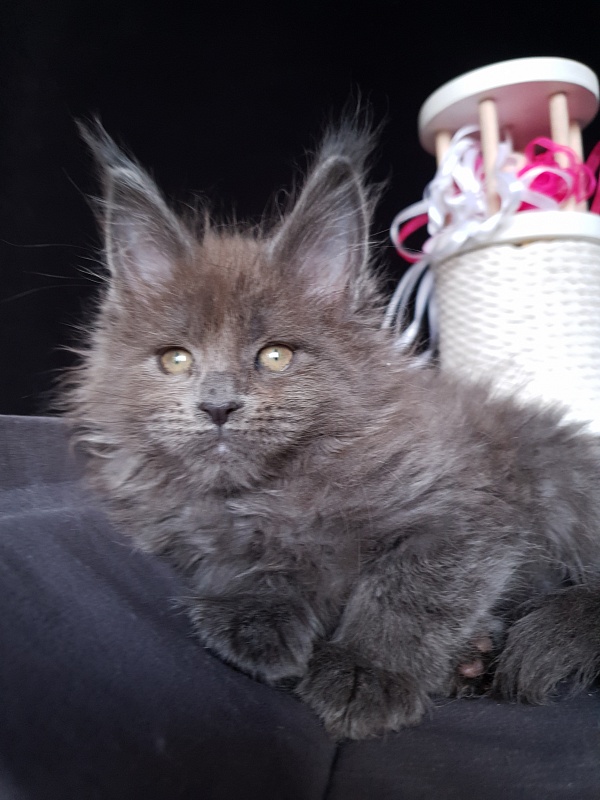 Devona Akbars - Kitten maine-coon 1 month 2.5 weeks