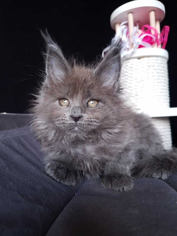 Devona Akbars - Kitten maine-coon 1 month 2.5 weeks