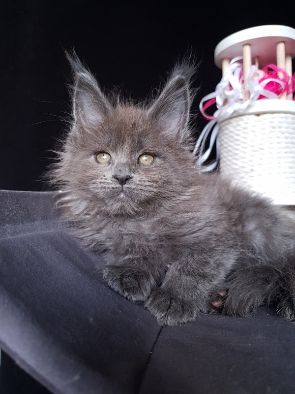 Devona Akbars - Kitten maine-coon 1 month 2.5 weeks