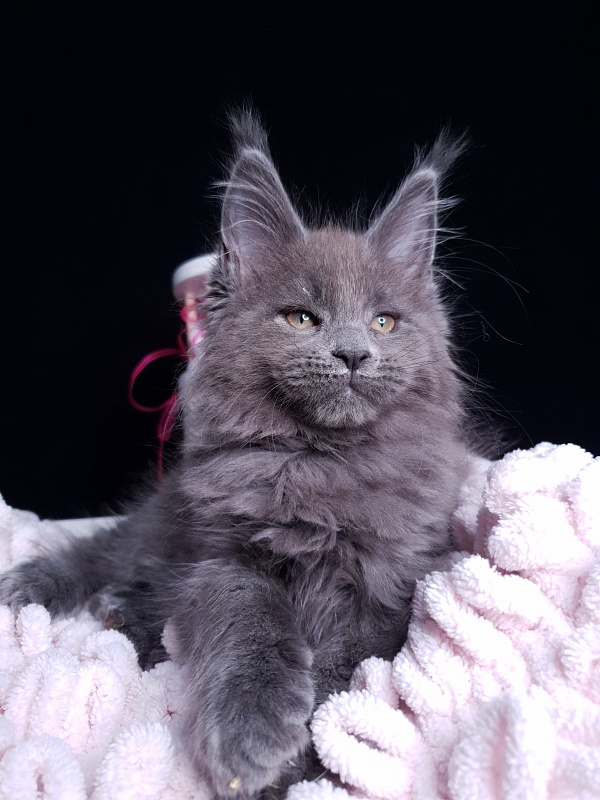 Devona Akbars - Kitten maine-coon 2 months 1 week