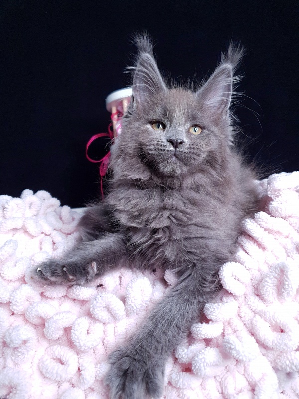 Devona Akbars - Kitten maine-coon 2 months 1 week