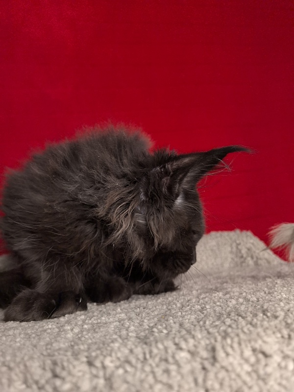 C*Mr Boombastic  Akbars ( polydactyl 77/66) - Kitten maine-coon 3 months 0.5 weeks