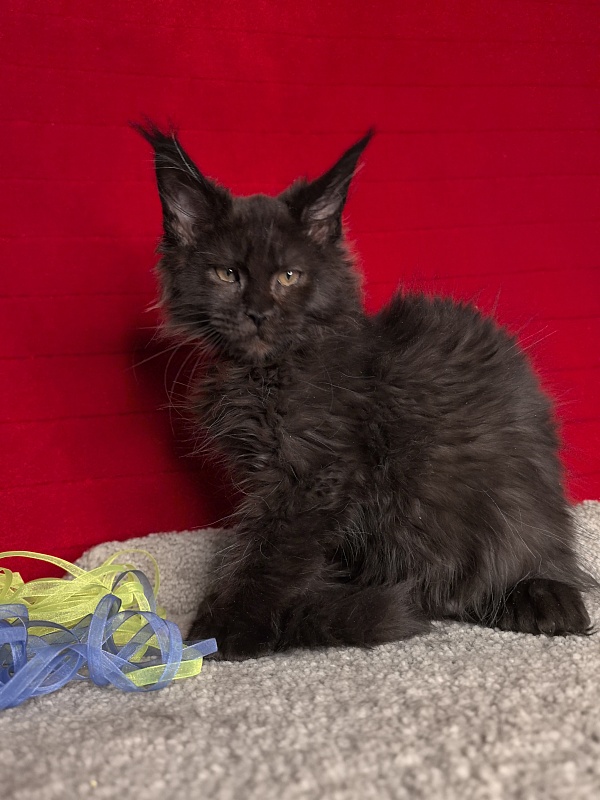 C*Mr Boombastic  Akbars ( polydactyl 77/66) - Kitten maine-coon 3 months 0.5 weeks