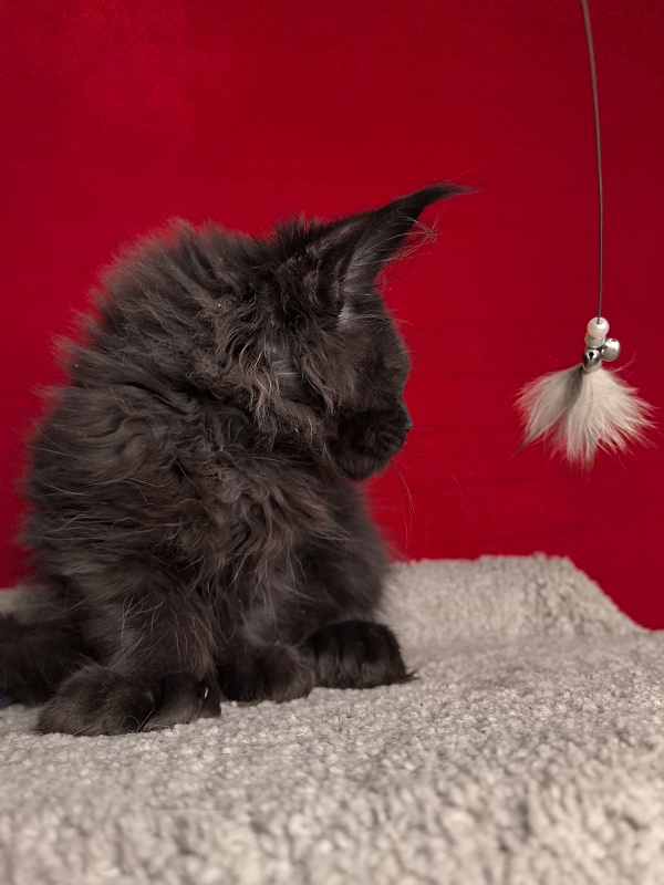 C*Mr Boombastic  Akbars ( polydactyl 77/66) - Kitten maine-coon 3 months 0.5 weeks
