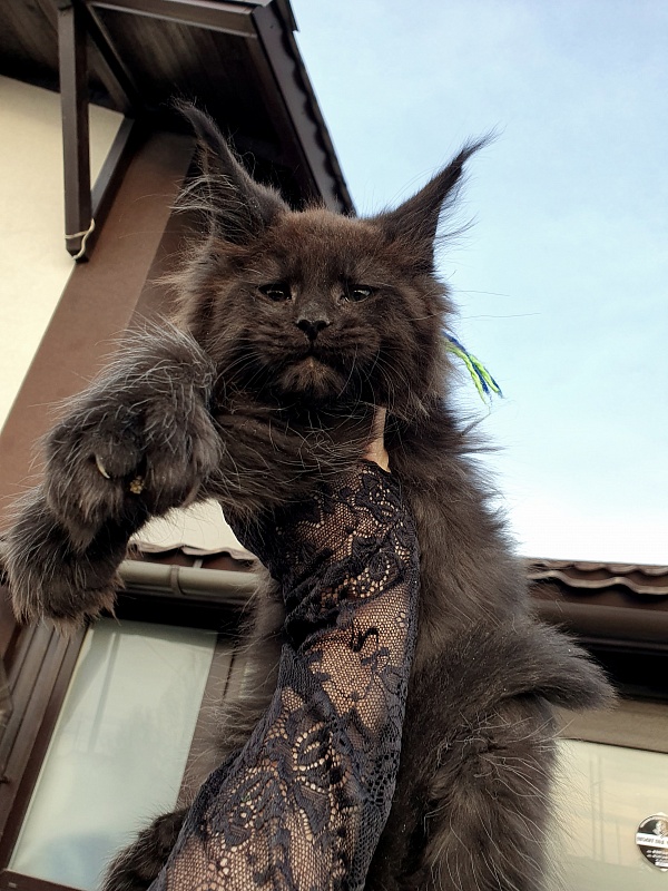 C*Mr Boombastic  Akbars ( polydactyl 77/66) - Kitten maine-coon 2 months 1 week
