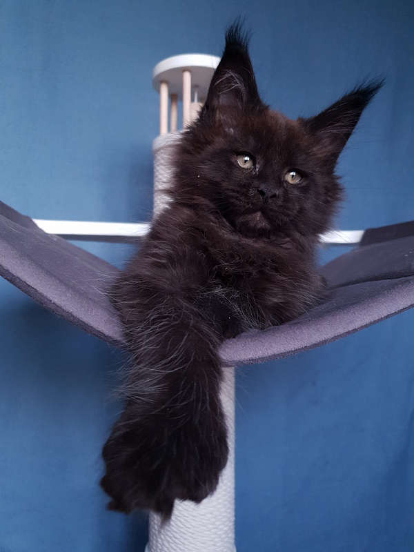 C*Mr Boombastic  Akbars ( polydactyl 77/66) - Kitten maine-coon 2 months 1 week