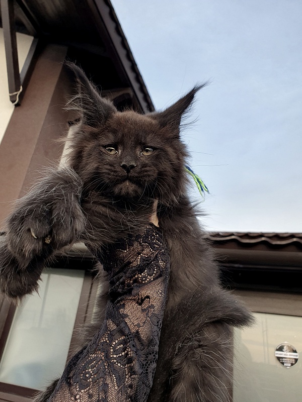 C*Mr Boombastic  Akbars ( polydactyl 77/66) - Kitten maine-coon 2 months 1 week