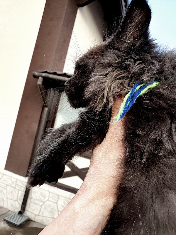 C*Mr Boombastic  Akbars ( polydactyl 77/66) - Kitten maine-coon 2 months 1 week