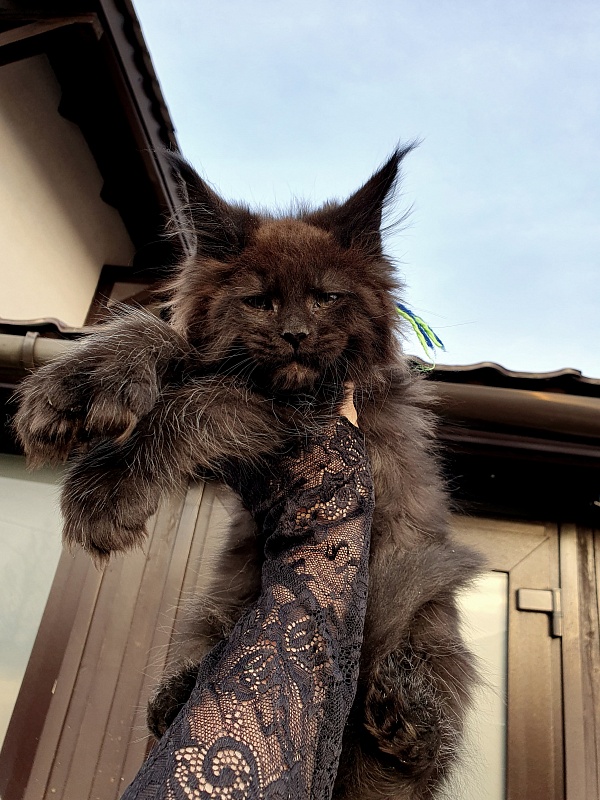 C*Mr Boombastic  Akbars ( polydactyl 77/66) - Kitten maine-coon 2 months 1 week