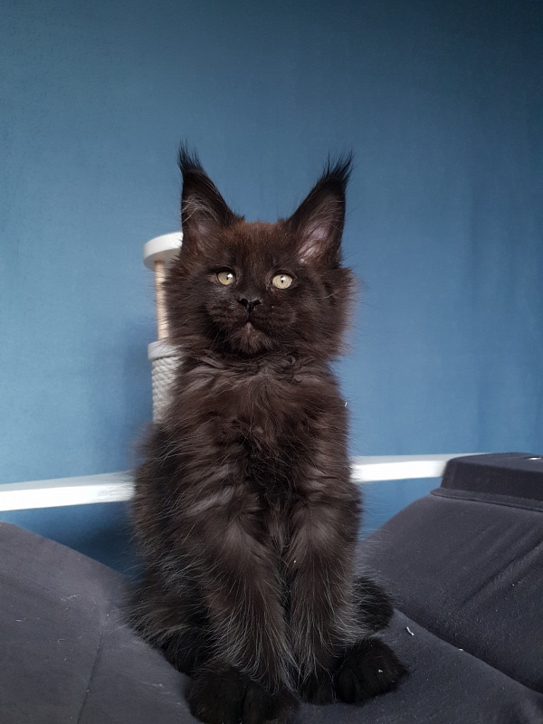 C*Mr Boombastic  Akbars ( polydactyl 77/66) - Kitten maine-coon 2 months 1 week