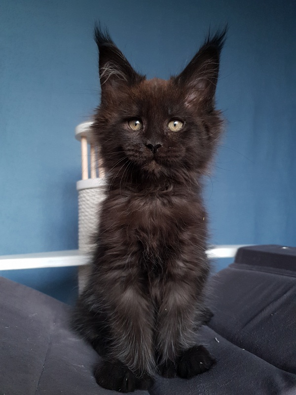 C*Mr Boombastic  Akbars ( polydactyl 77/66) - Kitten maine-coon 2 months 1 week