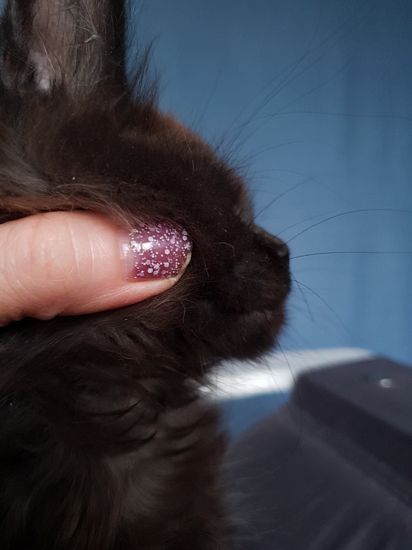 C*Mr Boombastic  Akbars ( polydactyl 77/66) - Kitten maine-coon 2 months 1 week