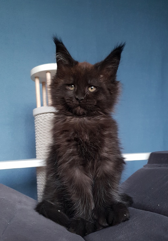 C*Mr Boombastic  Akbars ( polydactyl 77/66) - Kitten maine-coon 2 months 1 week