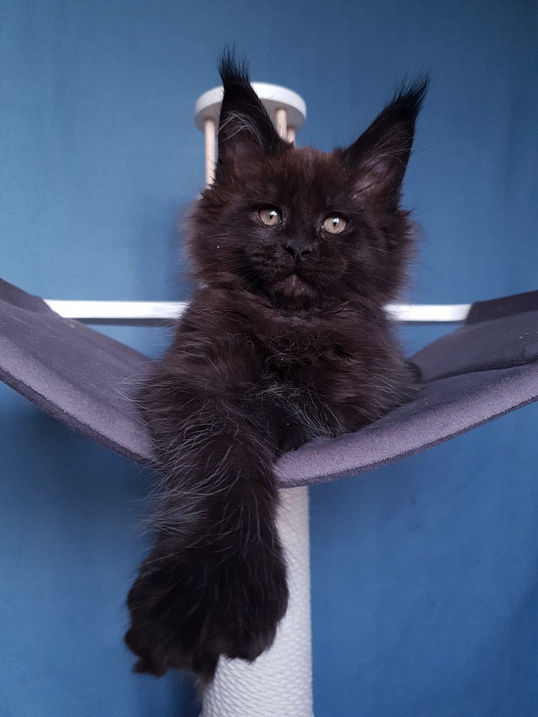 C*Mr Boombastic  Akbars ( polydactyl 77/66) - Kitten maine-coon 2 months 1 week