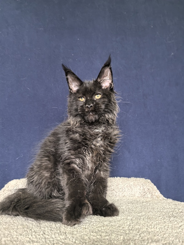 Cat Misha Akbars ( polydactyl 66/66) - Kitten maine-coon 4 months