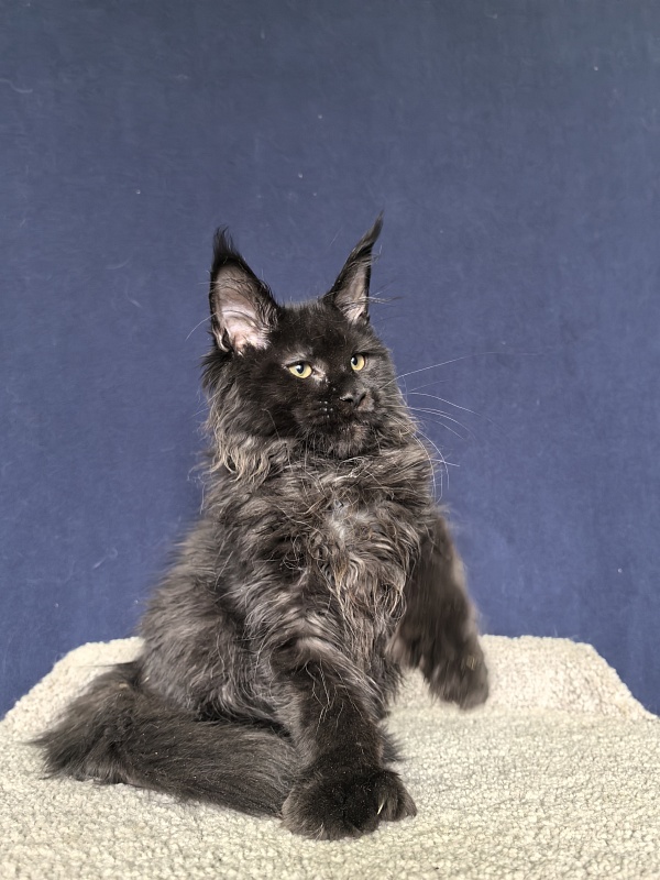 Cat Misha Akbars ( polydactyl 66/66) - Kitten maine-coon 4 months