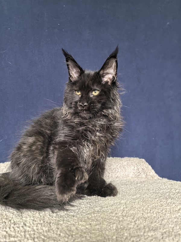 Cat Misha Akbars ( polydactyl 66/66) - Kitten maine-coon 4 months