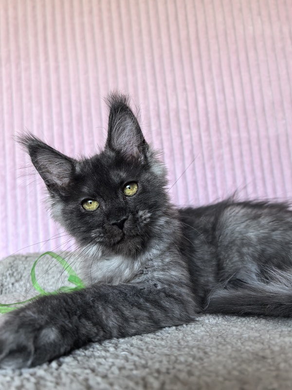C*Mell  Akbars (polydactyl 77/66) - Kitten maine-coon 4 months 1.5 week