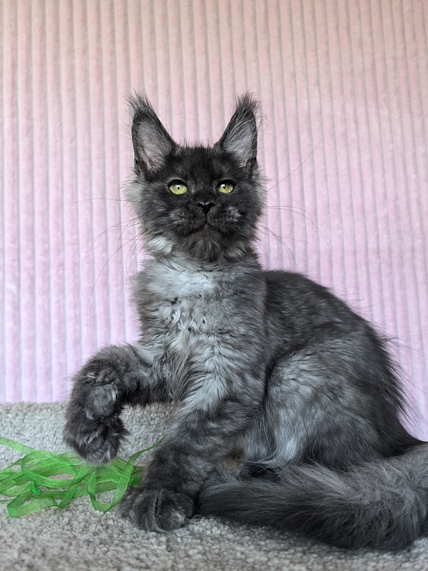 C*Mell  Akbars (polydactyl 77/66) - Kitten maine-coon 4 months 1.5 week
