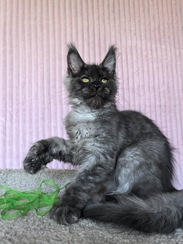 C*Mell  Akbars (polydactyl 77/66) - Kitten maine-coon 4 months 1.5 week