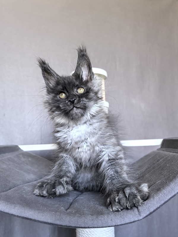 C*Mell  Akbars (polydactyl 77/66) - Kitten maine-coon 2 months 1.5 week