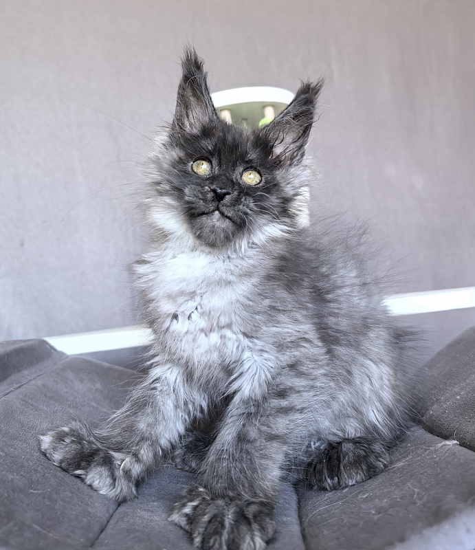 C*Mell  Akbars (polydactyl 77/66) - Kitten maine-coon 2 months 1.5 week