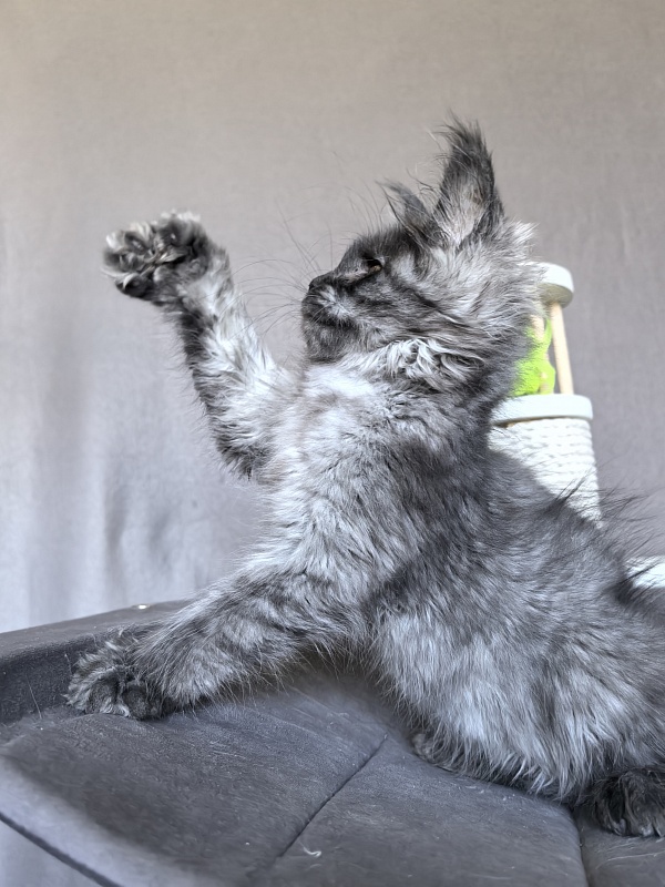 C*Mell  Akbars (polydactyl 77/66) - Kitten maine-coon 2 months 1.5 week