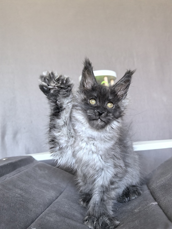 C*Mell  Akbars (polydactyl 77/66) - Kitten maine-coon 2 months 1.5 week