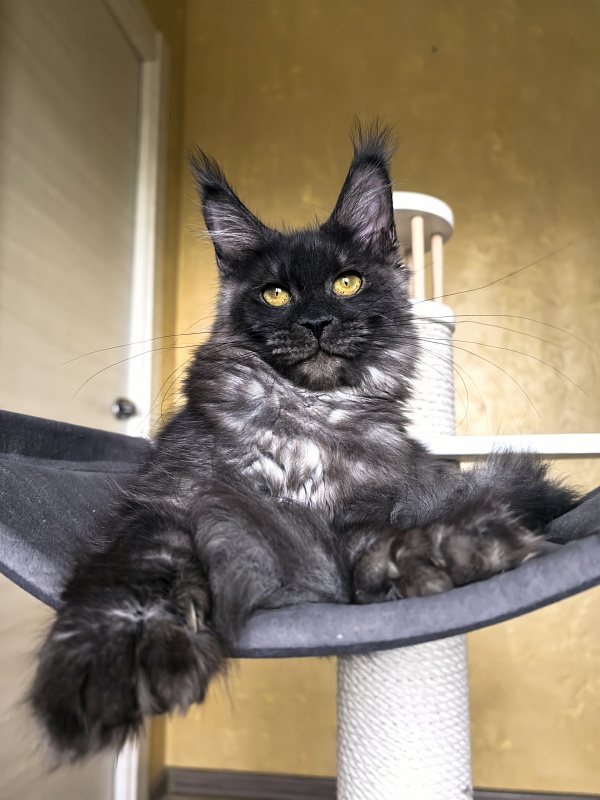 C*Mell  Akbars (polydactyl 77/66) - Kitten maine-coon 6 months 4 weeks