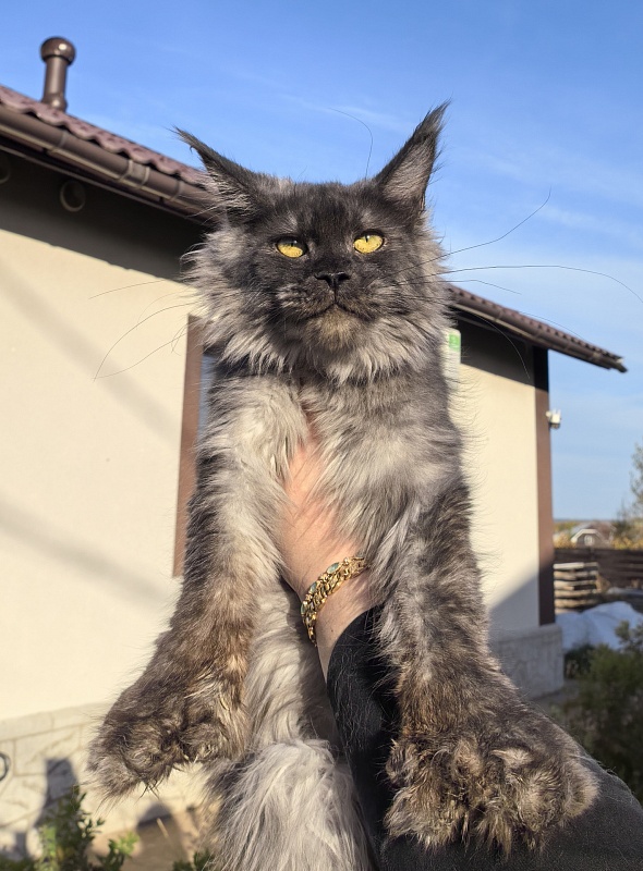 C*Mell  Akbars (polydactyl 77/66) - Junior maine-coon 8 months 2 weeks