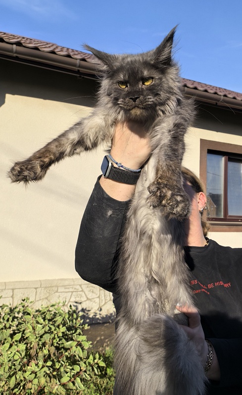 C*Mell  Akbars (polydactyl 77/66) - Junior maine-coon 8 months 2 weeks