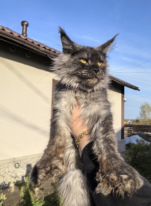 C*Mell  Akbars (polydactyl 77/66) - Junior maine-coon 8 months 2 weeks