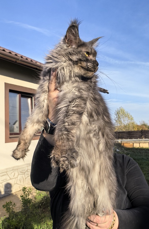 C*Mell  Akbars (polydactyl 77/66) - Junior maine-coon 8 months 2 weeks