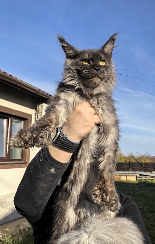 C*Mell  Akbars (polydactyl 77/66) - Junior maine-coon 8 months 2 weeks