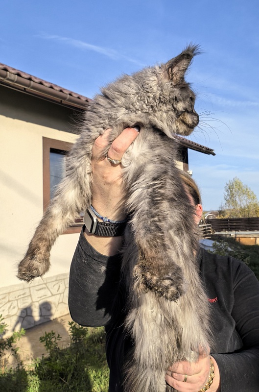 C*Mell  Akbars (polydactyl 77/66) - Junior maine-coon 8 months 2 weeks
