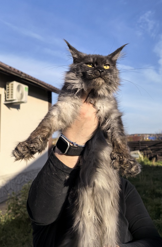 C*Mell  Akbars (polydactyl 77/66) - Junior maine-coon 8 months 2 weeks