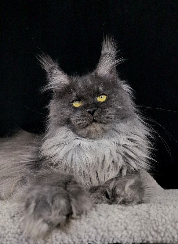 C*Mell  Akbars (polydactyl 77/66) - Adult maine-coon 1 year 3 weeks