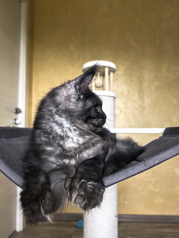 C*Mell  Akbars (polydactyl 77/66) - Kitten maine-coon 6 months 4 weeks